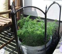 Maybe you would like to learn more about one of these? How To Grow Carrots From Seeds In Containers In The Garden Dengarden