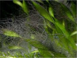 He uses lanthanum chloride for the. How To Get Rid Of Algae In An Aquarium Hair Algae Aquascaper