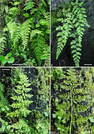 Image result for Cyclosorus striatus