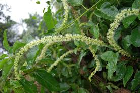 Image result for Phytolacca dodecandra