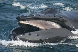 Normally the humpback whale has a distinctive body shape, having a longer pectoral fin with a knobbly head. What Is Baleen Whale And Dolphin Conservation