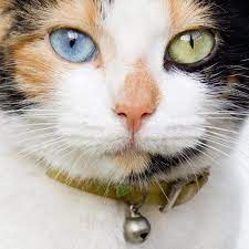 Colors Photo Blue Green Pink Beautiful Cats Pretty Cats Cute Animals