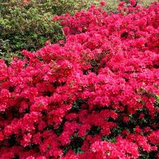 Azalea Mollis Red Garden Shrubs Plants Azaleas