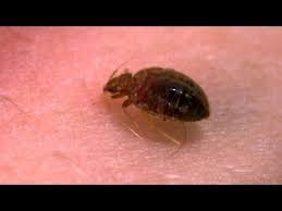How Big Are Bed Bugs See Pictures To Compare Their Size