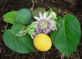 Image result for Passiflora ligularis