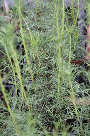 Image result for Artemisia sp.no.1