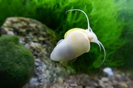 What should i do if my snail dies in my aquarium? Why Is My Mystery Snail Not Moving Is It Actually Dead Pet Fish Online