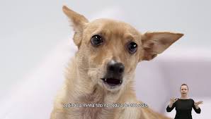 Cachorro caramelo e novo minigame de hamburguer no pk xd cachorro caramelo. Vira Lata Caramelo Faz Anuncio Sobre Nova Cedula De R 200 Veja Sao Paulo