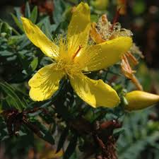 Image result for Hypericum revolutum