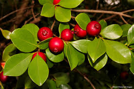 Mudas Frutíferas (Nativas e Exóticas) - Frutabella