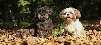Vermittelt werden süße shih tzu babys die ihre familie auf lebenszeit suchen. De Shih Tzu Over Karakter Vachtverzorging En Opvoeding