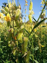 Image result for Crotalaria juncea
