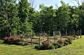 It's also an annual and very sensitive to any frost, so don't abandon the oregano altogether. How To Keep Chickens Out Of The Garden Farm Fresh For Life Real Food For Health Wellness
