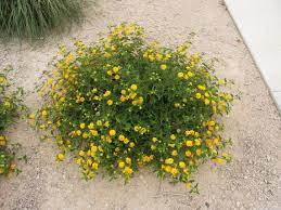 Planta Toxica Lantana Camara Camara Cambara Camara De Cheiro Big Sage Wild Sage Red Sage White Sage Toxic Plant Lantana Plants Landscaping Plants