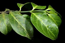 Image result for Canthium oligocarpum