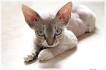 Cornish Rex Kittens for Sale - Adoptapet