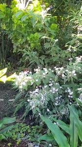 Image result for Clerodendrum silvanum