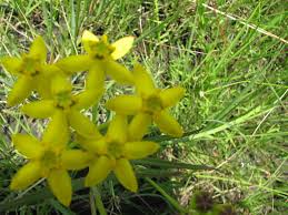 Image result for Stathmostelma fornicatum