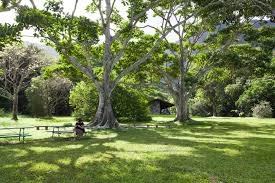 Trip.com provides tourists with ho'omaluhia botanical garden attraction address, business hours, brief introduction, open hours, nearby recommendation, restaurant, reviews etc. Energize Yourself At The Ho Omaluhia Gardens Active Oahu