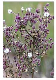 Image result for Blumea axillaris