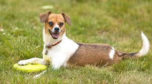 Chihuahua Beagle Mix Cheagle Breed Info Puppy Costs More
