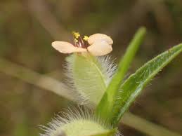 Image result for Commelina nigritana