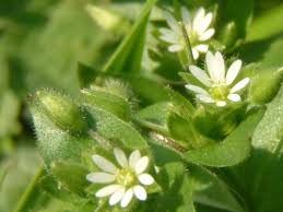 Image result for Stellaria