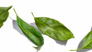 Hoja De Aguacate La Responsable De La Sazon Mexicana