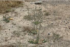 Image result for Launaea intybacea