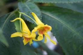 Image result for Impatiens hochstetteri
