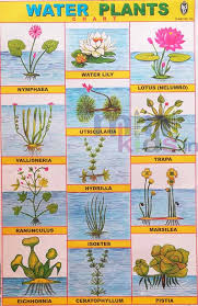 Water Plants Chart Number 144 Minikids In