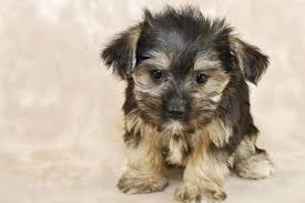 Best Quality Morkie Puppies For Sale In Singapore January 2022
