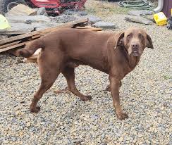 Looking for the owner of this dog. Been roaming the area of 63rd and  Webb/Greenwich for the last few weeks. Friendly. No tag.