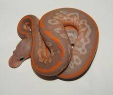 Black And Orange Striped Snake Florida Orange Dream Black Pastel Banana Cypress Ball Python Ball Python Cute Reptiles Baby Ball Python