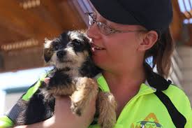 Amarillo animal shelter mulls change that could impact adoption, euthanasia  rates
