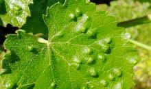 Image result for Colomerus vitis