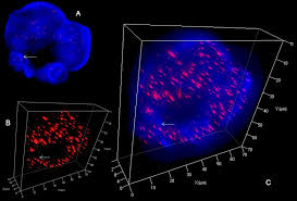 All living organisms are composed of cells, from just one (unicellular) to many trillions (multicellular). 3d Nuclear Organization Of Telomeres In The Hodgkin Cell Lines U Ho1 And U Ho1 Ptpn1 Ptpn1 Expression Prevents The Formation Of Very Short Telomeres Including T Stumps Bmc Molecular And Cell Biology Full