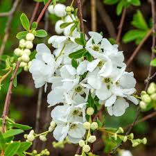 Image result for Exochorda