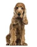 The English Cocker Spaniel - A Complete Guide To This ...