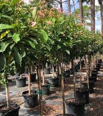 Image result for Jatropha seineri