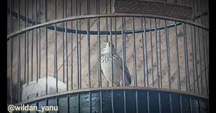 Burung branjangan jawa tengah di jawa tengah juga banyak ditemukan berung ini, terutama di provinsi d.i yogyakarta. Gambar Branjangan Jawa Mengetahui Jenis Dan Gambar Burung Kacer Terlengkap Suara Branjangan Jawa Gacor Durasi Panjang Cocok Untuk Masteran Traditional Living Room Furniture Stores