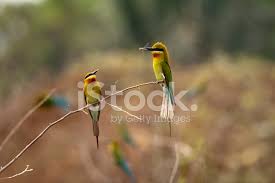Mavi Kuyruklu Ari Kusugiller Ari Kusu Philippinus Stok Fotograflari Freeimages Com