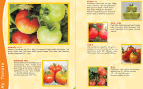 Maybe you would like to learn more about one of these? Tomato By Agro Gene Seeds And Crop Genetics Pvt Lt Fresh Tomato From Hyderabad Id 351594