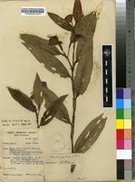 Image result for Commelina bracteosa