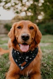 Thegoldenfinn Golden Retriever In 2020 Red Golden Retriever Puppy Golden Retriever Red Retriever Puppy
