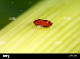 Image result for phytomyza gymnostoma