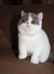 Pin Di Sunay Cesur Su So Fluffy Gattini Persiani Gattini Adorabili Gattini