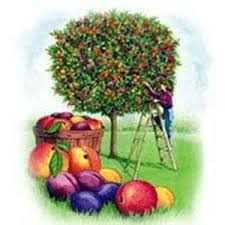 Walmart.com has been visited by 1m+ users in the past month Does The Fruit Salad Tree Really Yield Five Different Fruits