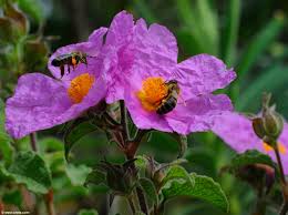 Image result for Cissus guerkeana