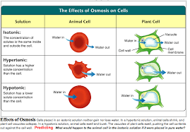 Hypotonic solutions have more water than a cell. Http Www Millerandlevine Com Chapter 7 Ch7 Osmosis Rewrite Pdf